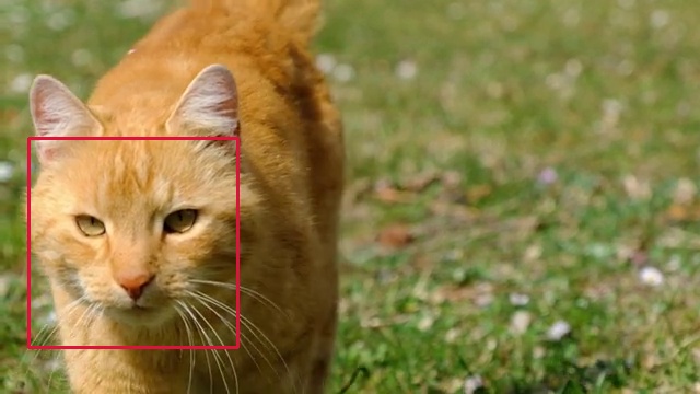 Cat face recognition