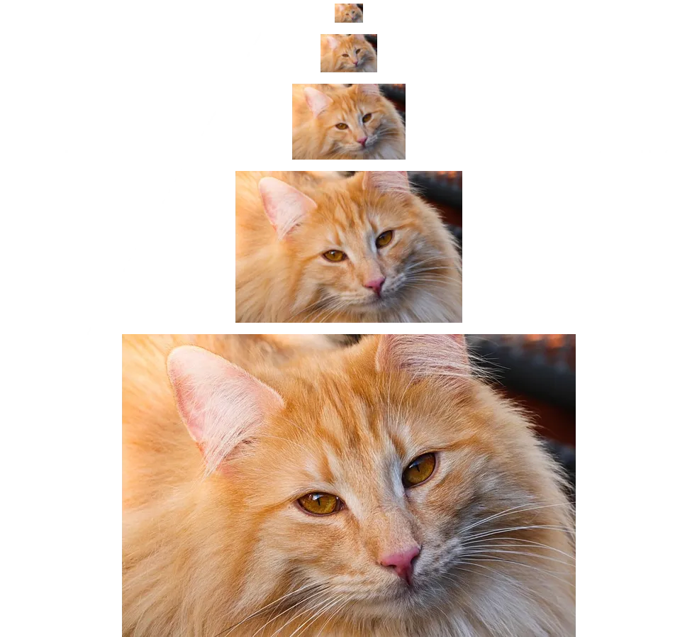 Cat picture by Manfred Richter